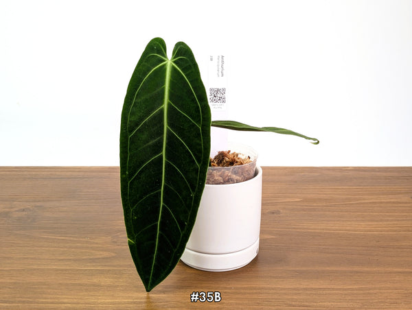 Anthurium Warocqueanum - Pick Your Exact One of a Kind Plant