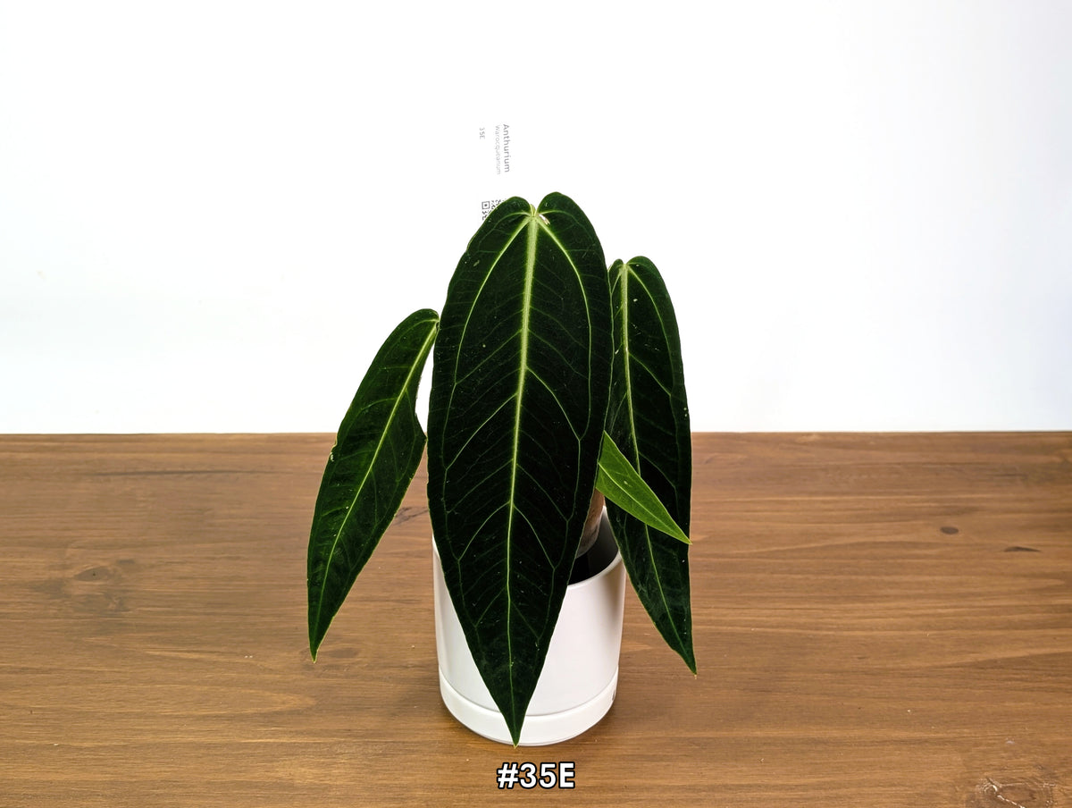 Anthurium Warocqueanum - Dark & Narrow - Pick Your Exact Plant