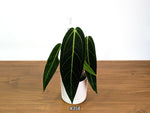 Anthurium Warocqueanum - Dark & Narrow - Pick Your Exact Plant