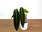 Anthurium Warocqueanum - Dark & Narrow - Pick Your Exact Plant