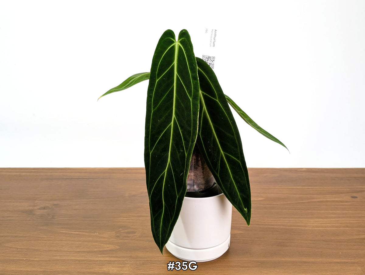 Anthurium Warocqueanum - Dark & Narrow - Pick Your Exact Plant