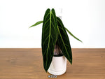 Anthurium Warocqueanum - Dark & Narrow - Pick Your Exact Plant