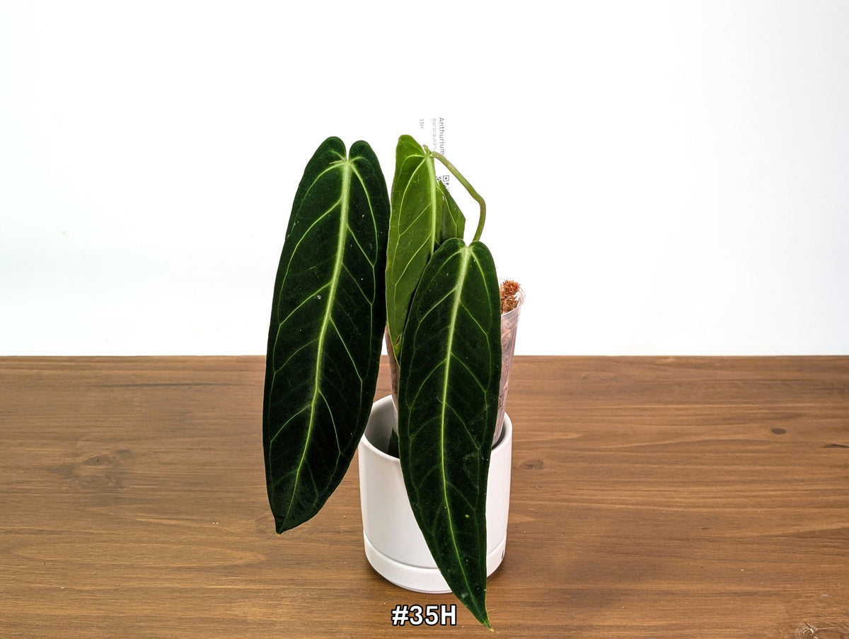 Anthurium Warocqueanum - Dark & Narrow - Pick Your Exact Plant