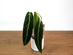 Anthurium Warocqueanum - Dark & Narrow - Pick Your Exact Plant
