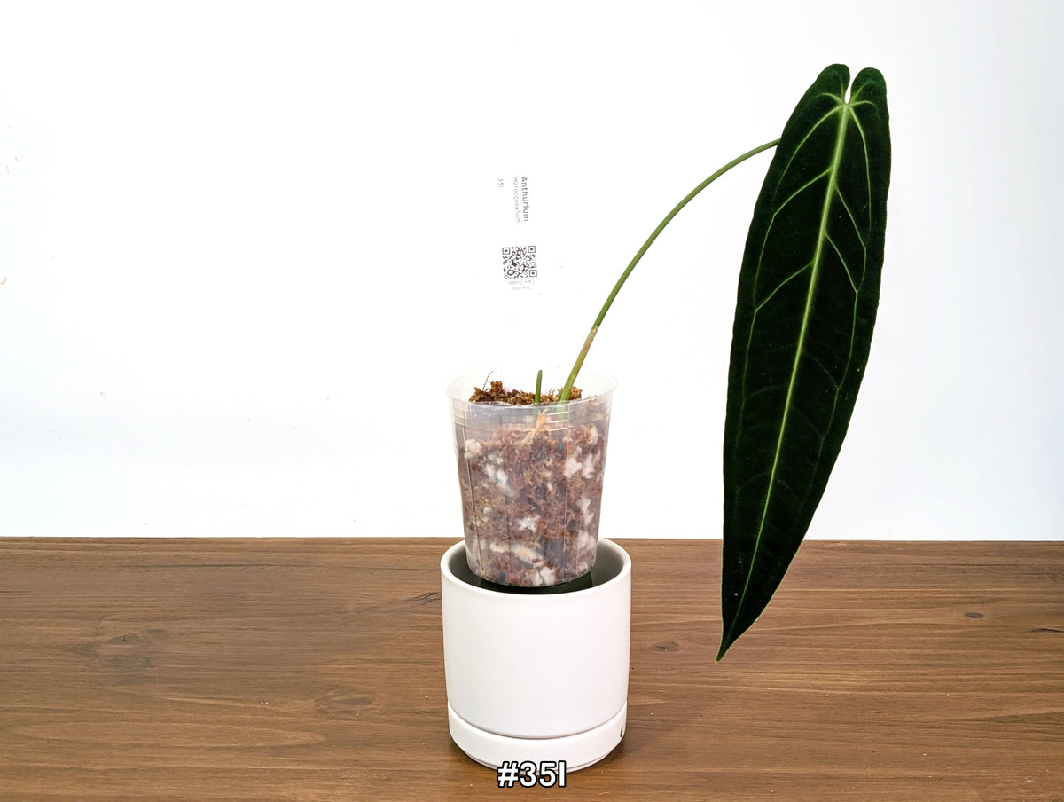 Anthurium Warocqueanum - Dark & Narrow - Pick Your Exact Plant