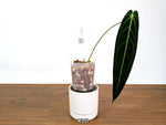 Anthurium Warocqueanum - Dark & Narrow - Pick Your Exact Plant