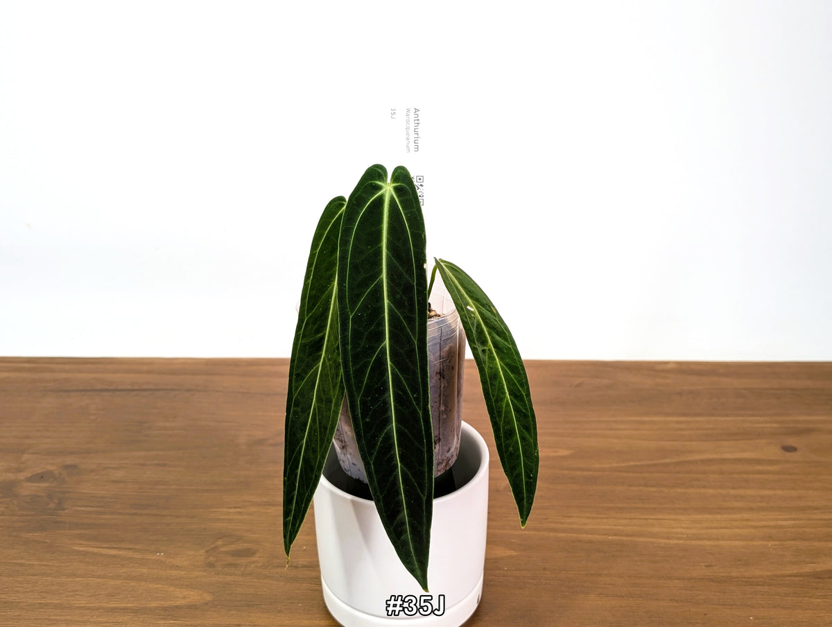Anthurium Warocqueanum - Dark & Narrow - Pick Your Exact Plant