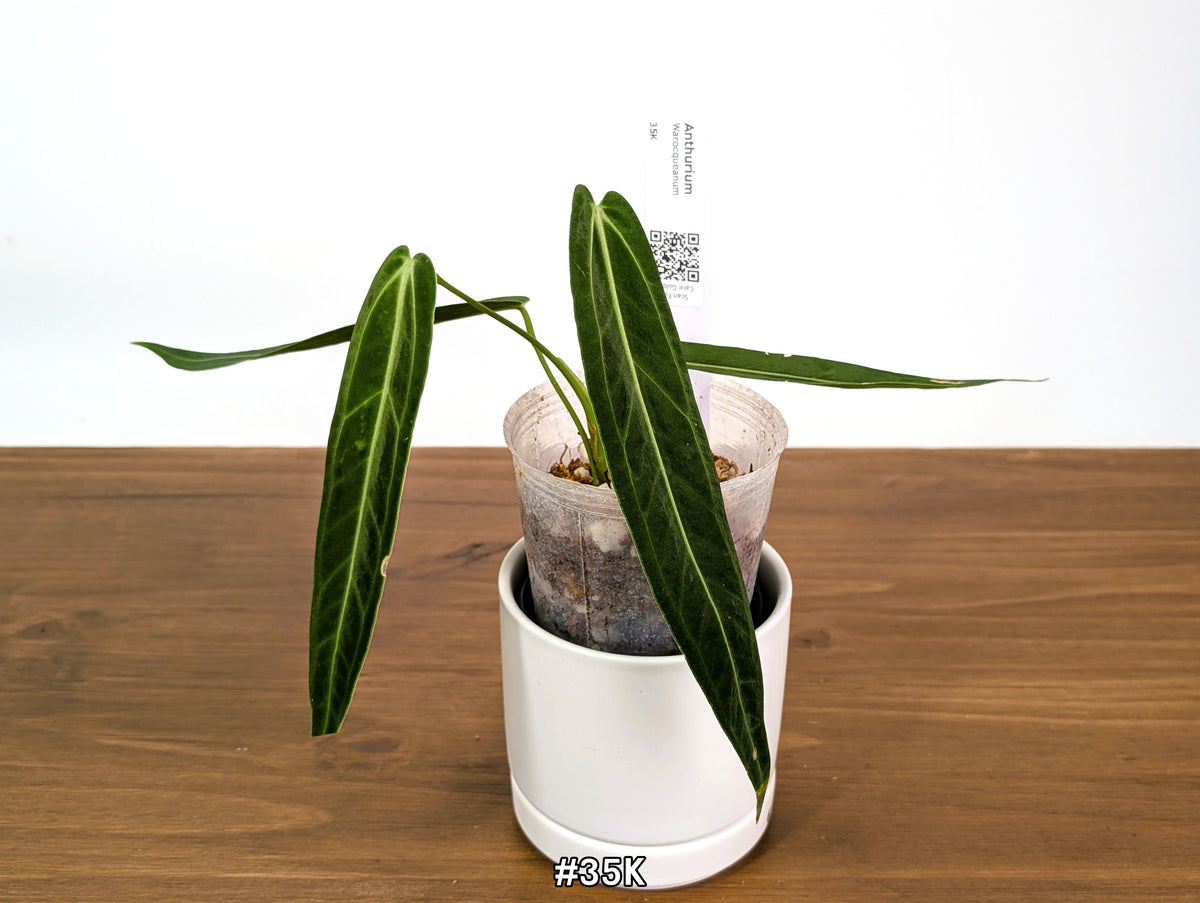 Anthurium Warocqueanum - Dark & Narrow - Pick Your Exact Plant