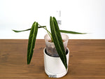 Anthurium Warocqueanum - Dark & Narrow - Pick Your Exact Plant