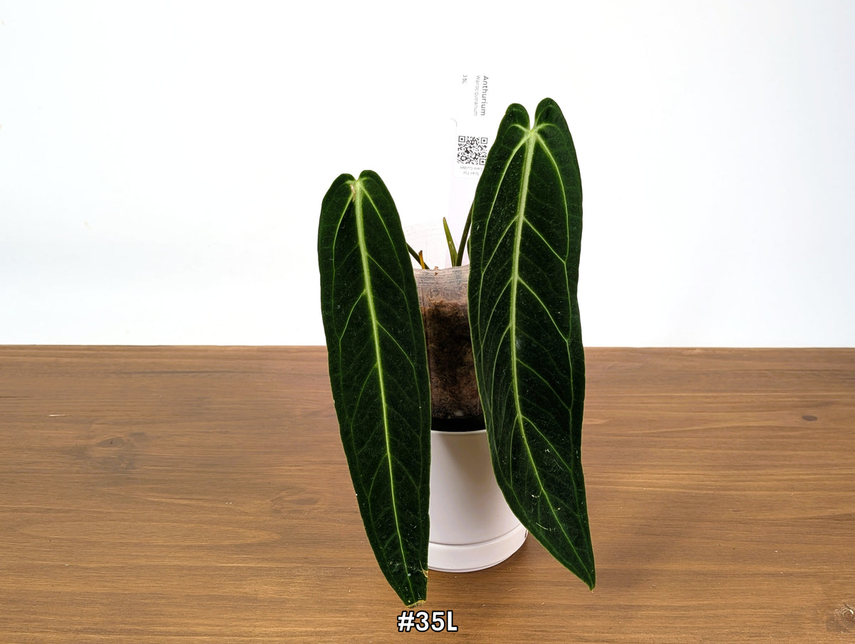 Anthurium Warocqueanum - Dark & Narrow - Pick Your Exact Plant