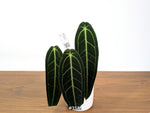 Anthurium Warocqueanum - Dark & Narrow - Pick Your Exact Plant
