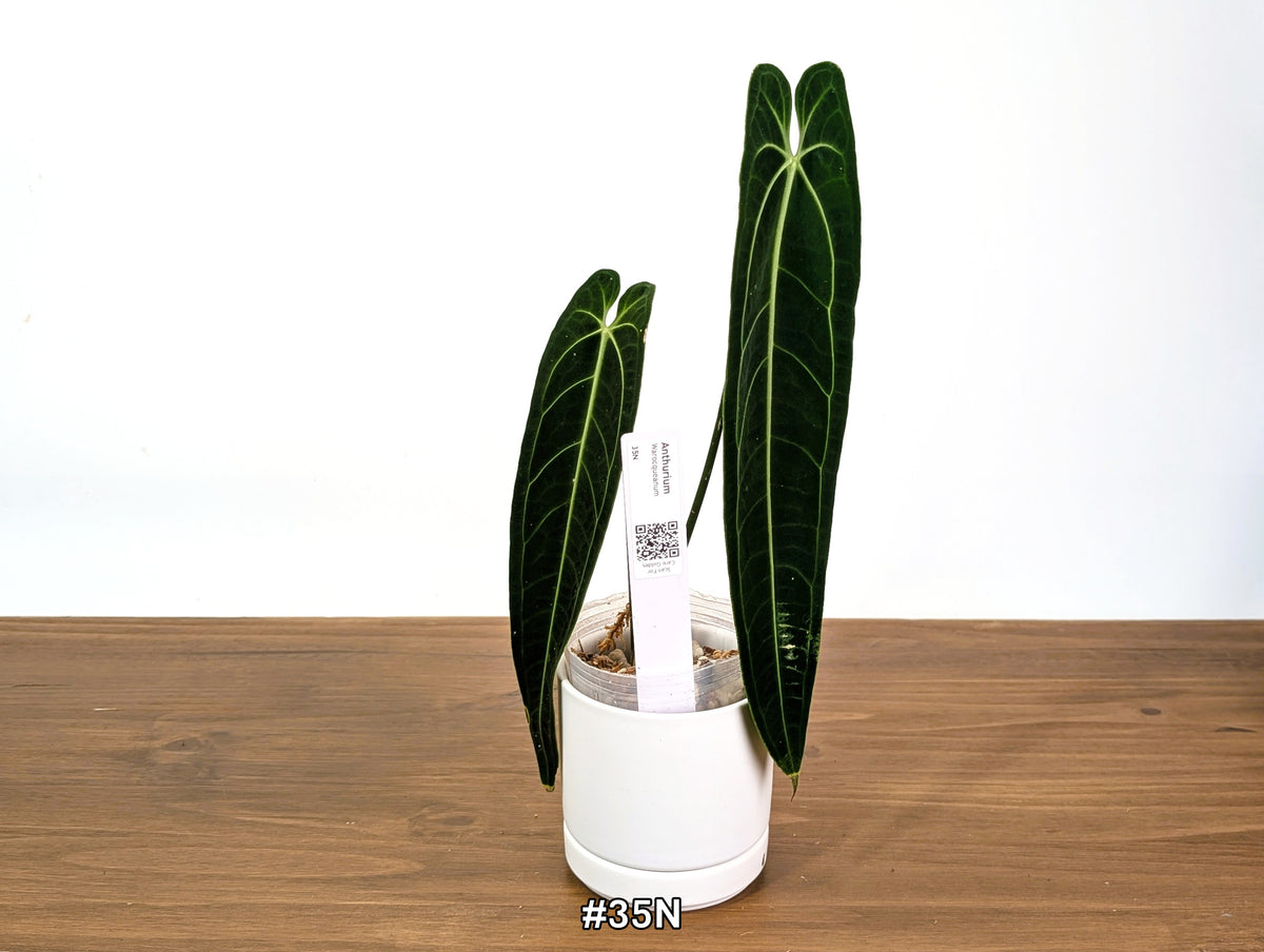Anthurium Warocqueanum - Dark & Narrow - Pick Your Exact Plant