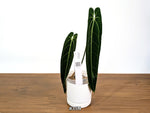 Anthurium Warocqueanum - Dark & Narrow - Pick Your Exact Plant