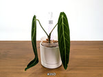 Anthurium Warocqueanum - Dark & Narrow - Pick Your Exact Plant