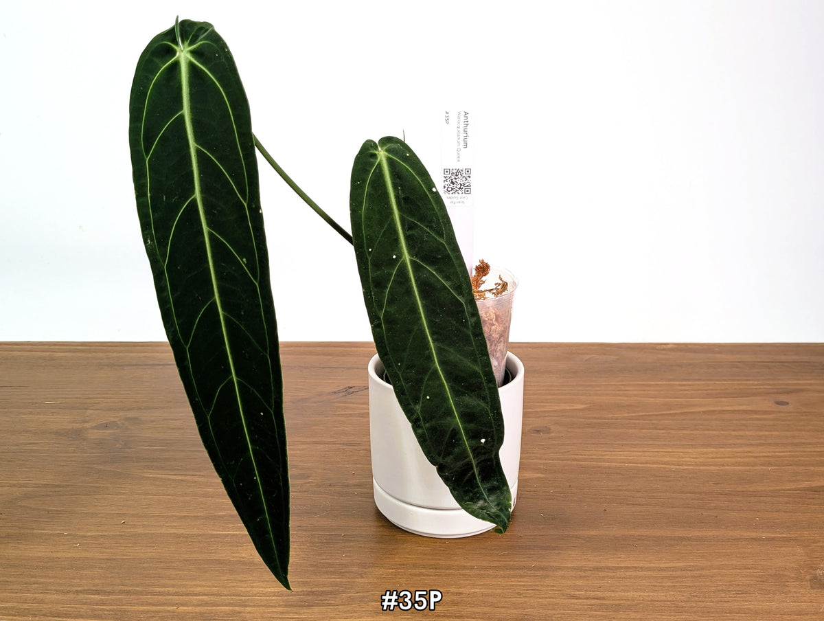 Anthurium Warocqueanum - Dark & Narrow - Pick Your Exact Plant