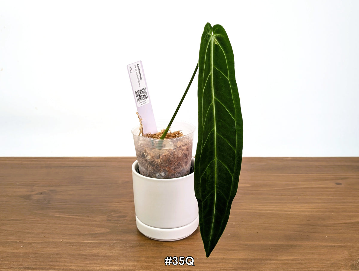 Anthurium Warocqueanum - Dark & Narrow - Pick Your Exact Plant