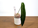 Anthurium Warocqueanum - Dark & Narrow - Pick Your Exact Plant