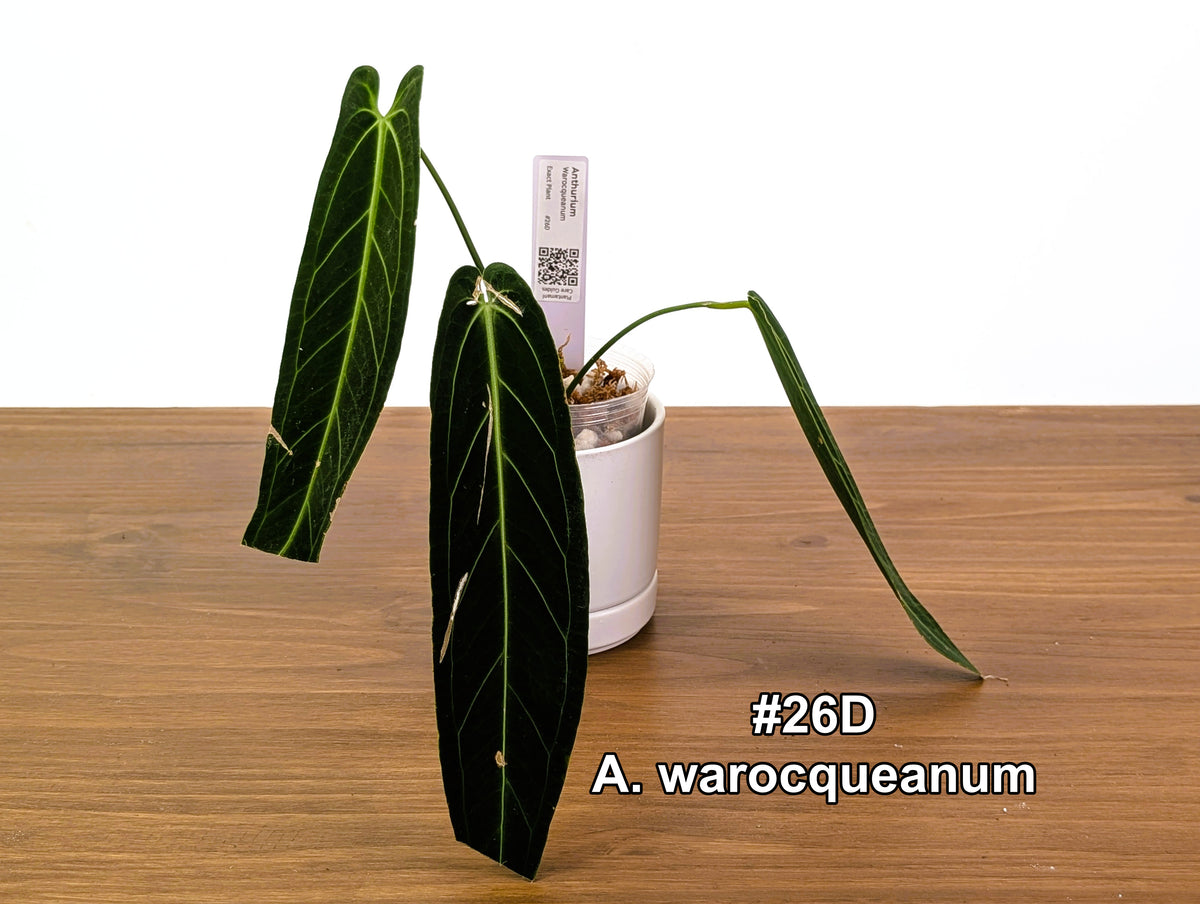 Anthurium Warocqueanum - Pick Your Exact One of a Kind Plant