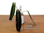 Anthurium Warocqueanum - Pick Your Exact One of a Kind Plant