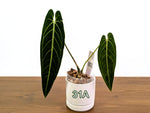 Anthurium Warocqueanum - Pick Your Exact One of a Kind Plant