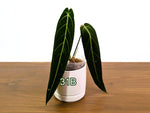 Anthurium Warocqueanum - Pick Your Exact One of a Kind Plant