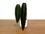 Anthurium Warocqueanum - Pick Your Exact One of a Kind Plant