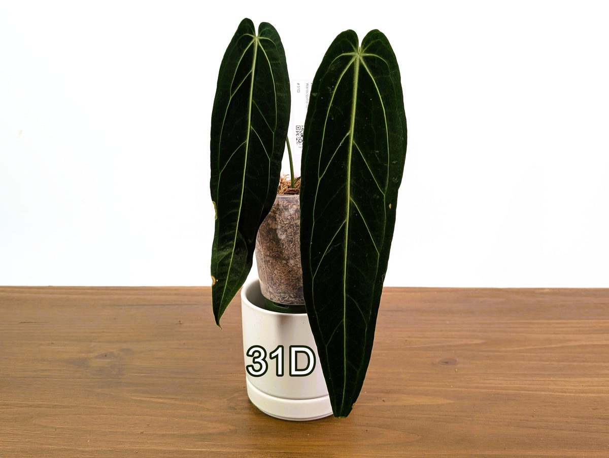 Anthurium Warocqueanum - Pick Your Exact One of a Kind Plant
