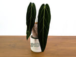 Anthurium Warocqueanum - Pick Your Exact One of a Kind Plant