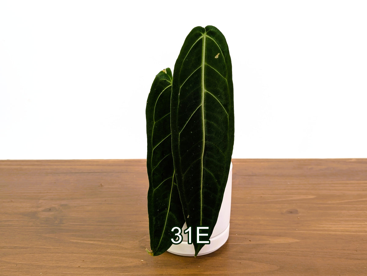 Anthurium Warocqueanum - Pick Your Exact One of a Kind Plant