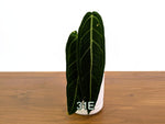Anthurium Warocqueanum - Pick Your Exact One of a Kind Plant