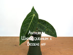 Anthurium Warocqueanum × Besseae aff.