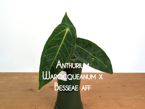 Anthurium Warocqueanum × Besseae aff.