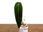 Anthurium Warocqueanum Esmeralda - Pick Your Exact One of a Kind Plant