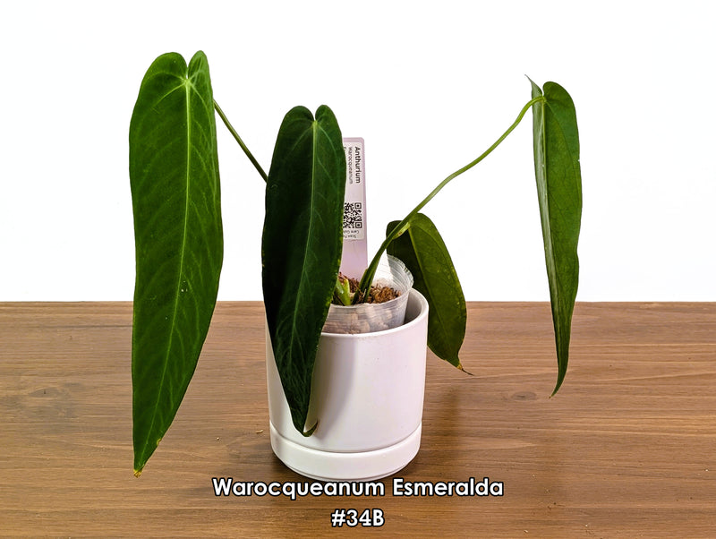 Anthurium Warocqueanum Esmeralda - Pick Your Exact One of a Kind Plant