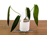 Anthurium Warocqueanum Esmeralda - Pick Your Exact One of a Kind Plant