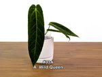Anthurium Wild Queen (A. Wild Arrow x warocqueanum)