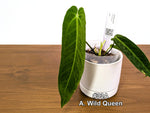 Anthurium Wild Queen (A. Wild Arrow x warocqueanum)