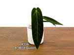 Anthurium Wild Queen (A. Wild Arrow x warocqueanum)