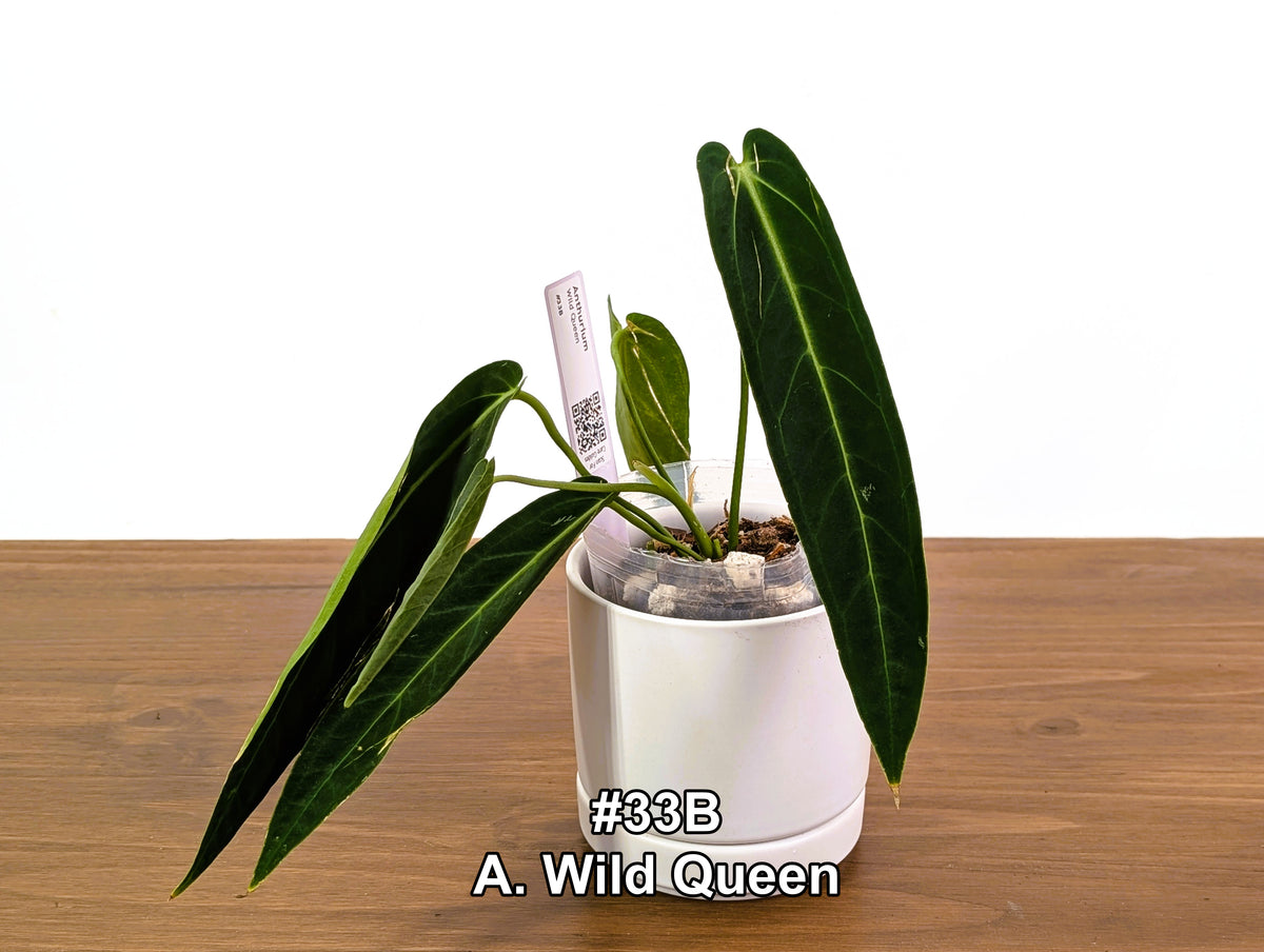 Anthurium Wild Queen (A. Wild Arrow x warocqueanum)