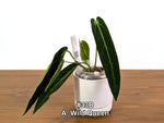 Anthurium Wild Queen (A. Wild Arrow x warocqueanum)