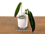Anthurium Wild Queen (A. Wild Arrow x warocqueanum)
