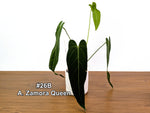 Anthurium Zamora Queen Exact Plants - Choose Yours