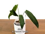 Anthurium Zamora Queen Exact Plants - Choose Yours