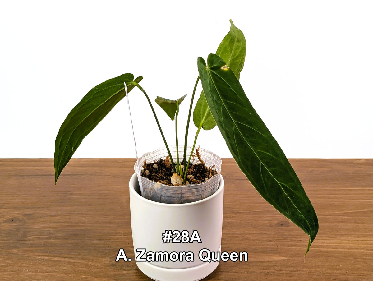 Anthurium Zamora Queen Exact Plants - Choose Yours