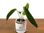 Anthurium Zamora Queen Exact Plants - Choose Yours