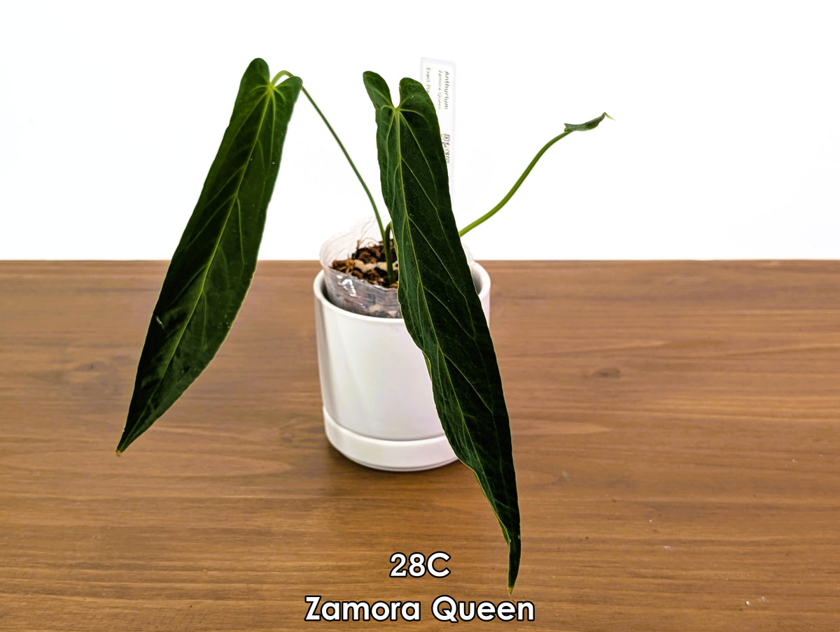 Anthurium Zamora Queen Exact Plants - Choose Yours