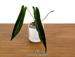 Anthurium Zamora Queen Exact Plants - Choose Yours