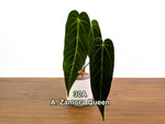 Anthurium Zamora Queen Exact Plants - Choose Yours