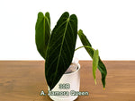 Anthurium Zamora Queen Exact Plants - Choose Yours