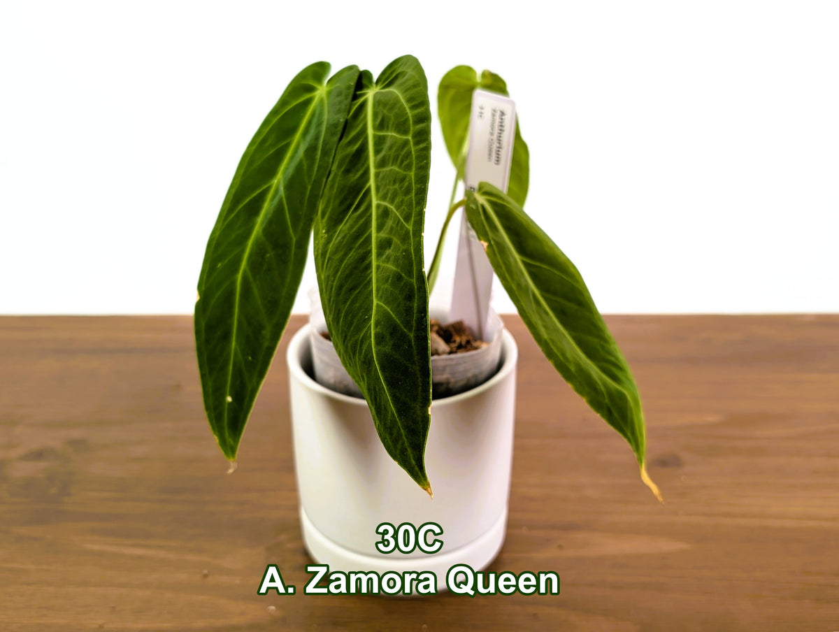 Anthurium Zamora Queen Exact Plants - Choose Yours